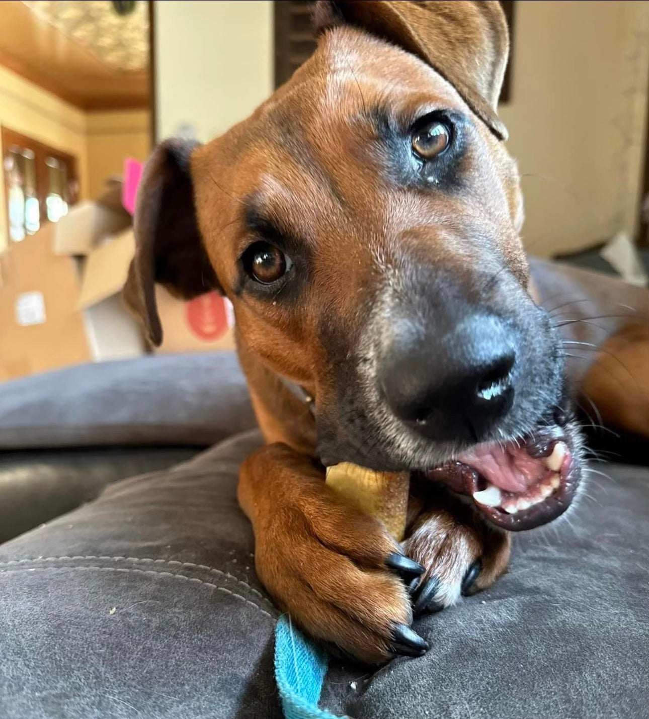 Brown dog chews on Mighty Paw Yak Chew on grey couch.