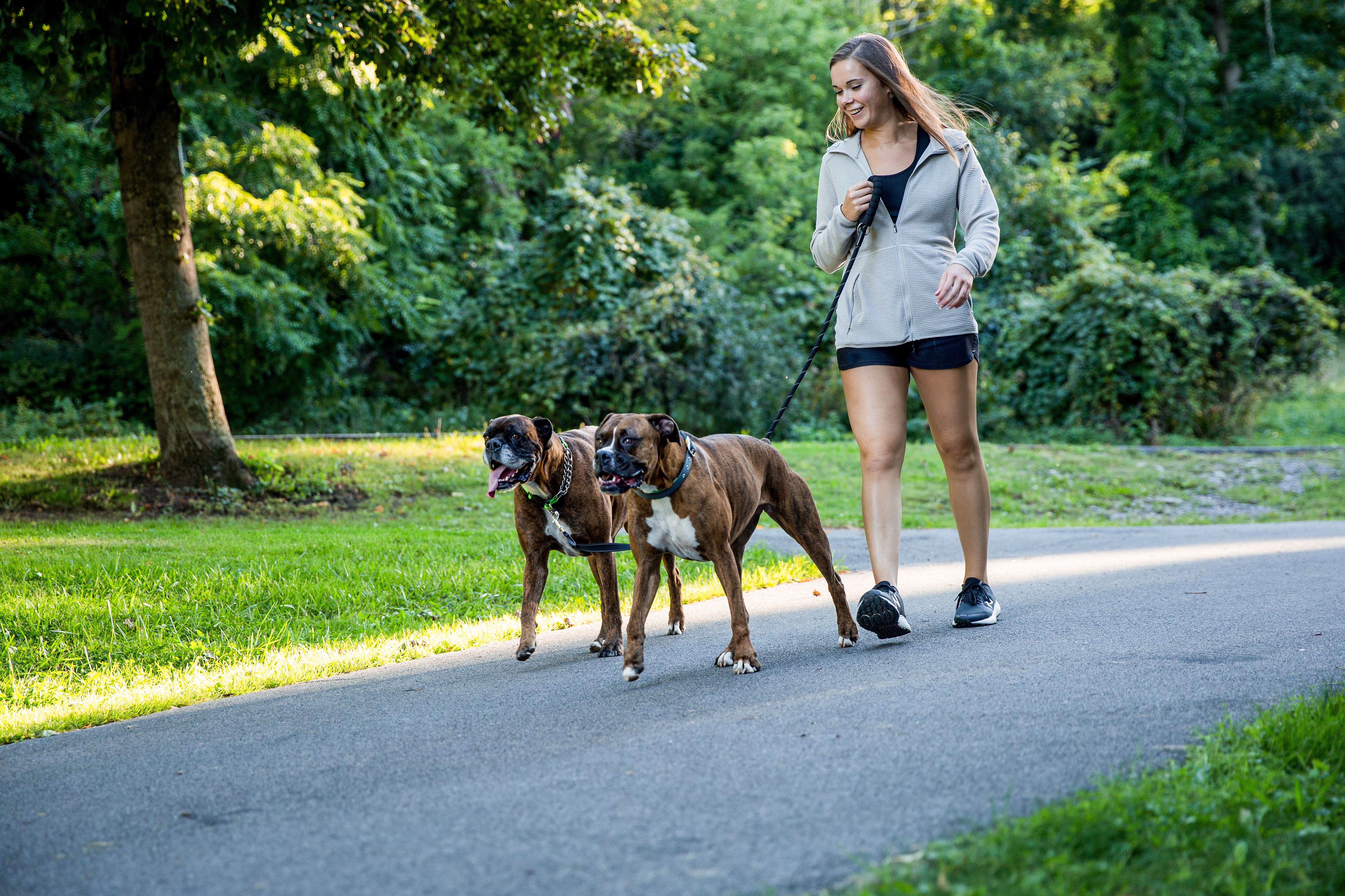 Woman walking two brown Boxer dogs on road outside using Mighty Paw collars and leashes.