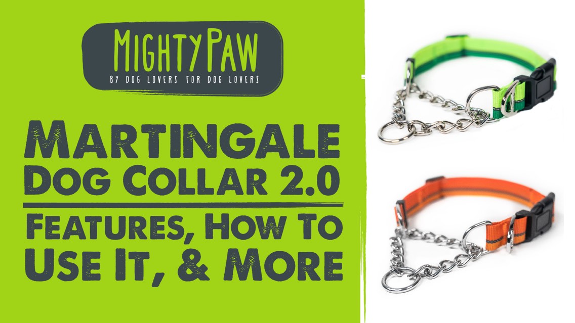 The Mighty Paw Martingale Dog Collar 2.0: Features, How To Use It, & More