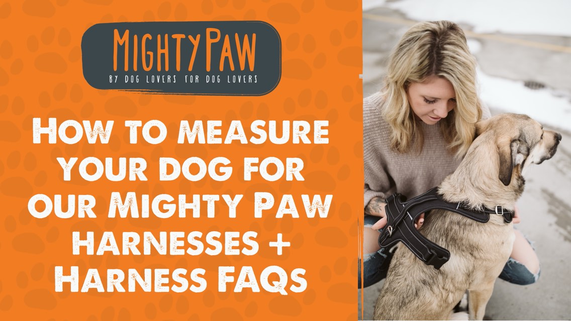 How To Measure Your Dog For Our Mighty Paw Harnesses + Harness FAQs