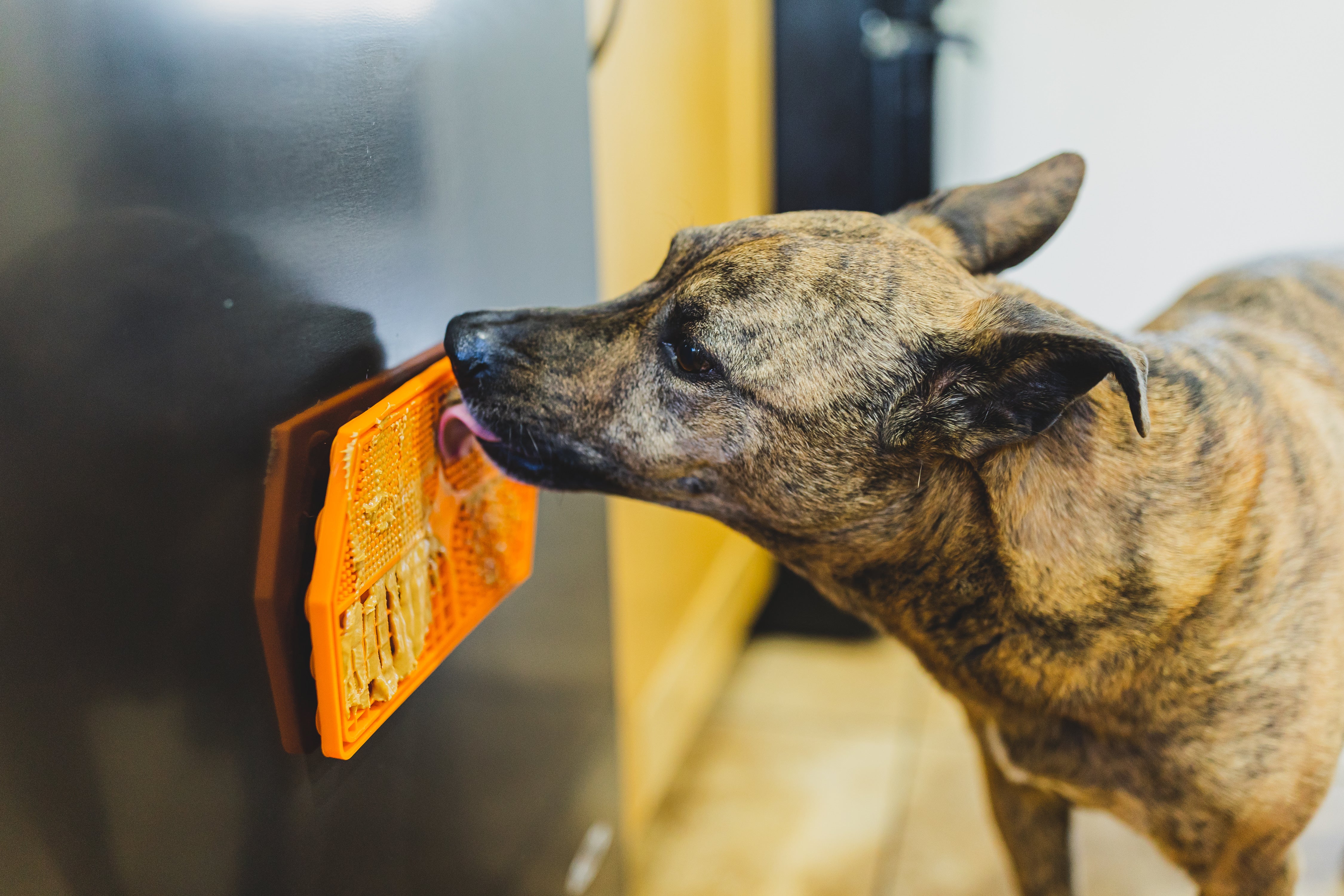 Brindle dog licking orange Mighty Paw Lick Pad suctioned on to front of oven.