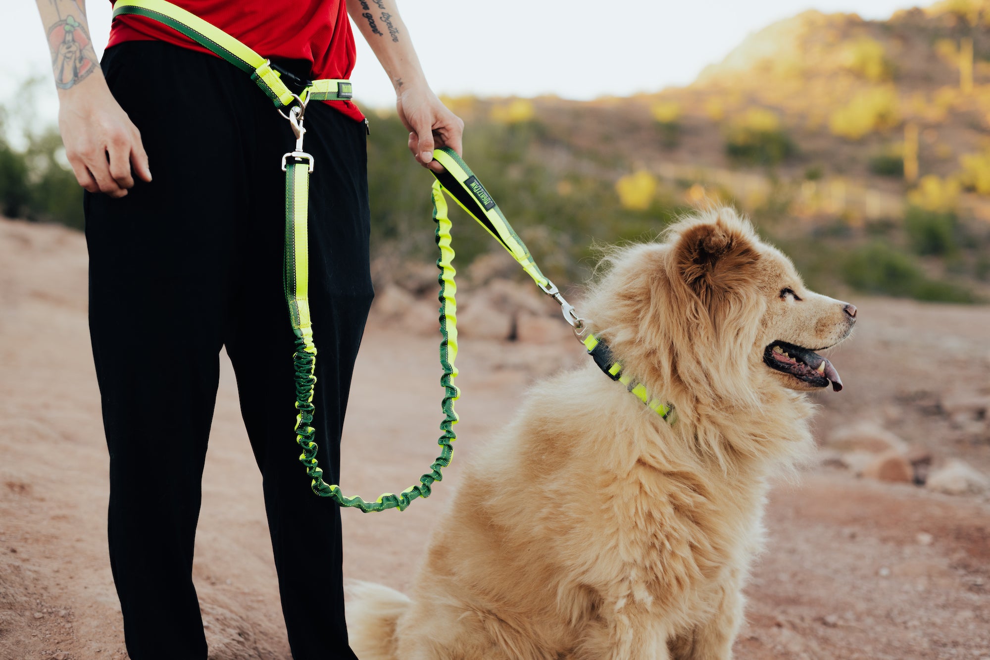 Yellow fluffy dog sits outside on Mighty Paw leash held by owner.