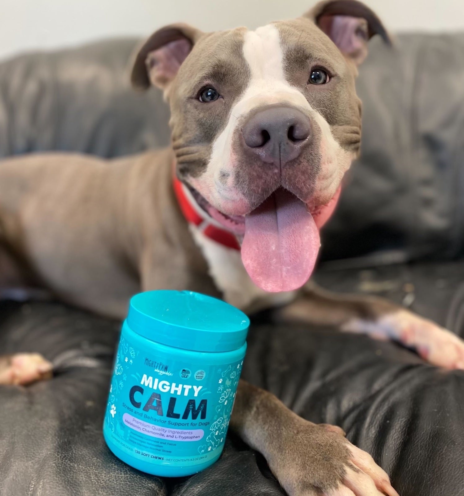 Grey and white pit bull type dog sitting with Mighty Calm dog supplements on black couch.