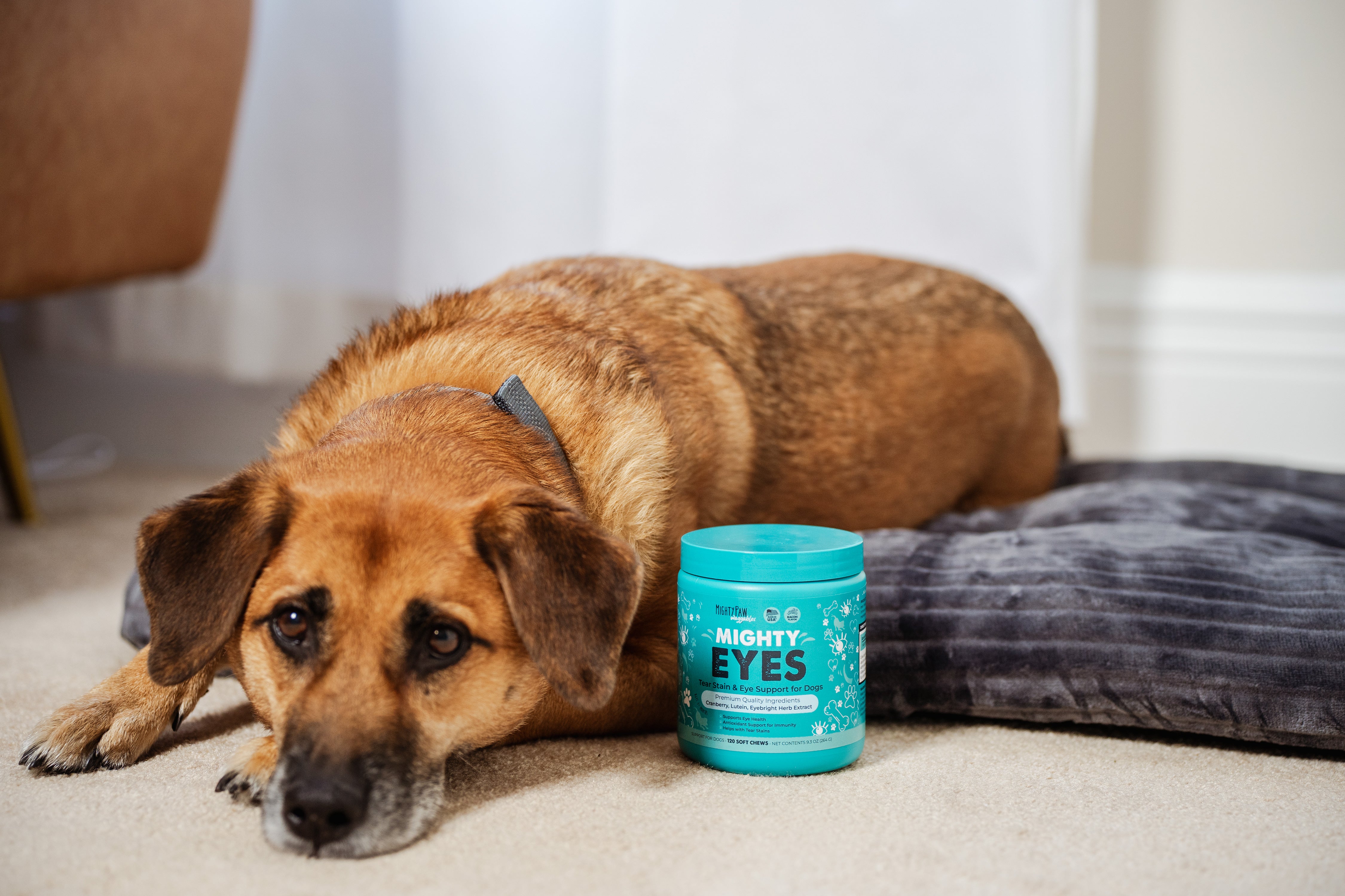 Brown dog laying on bed on tan carpet next to jar of Mighty Eyes.