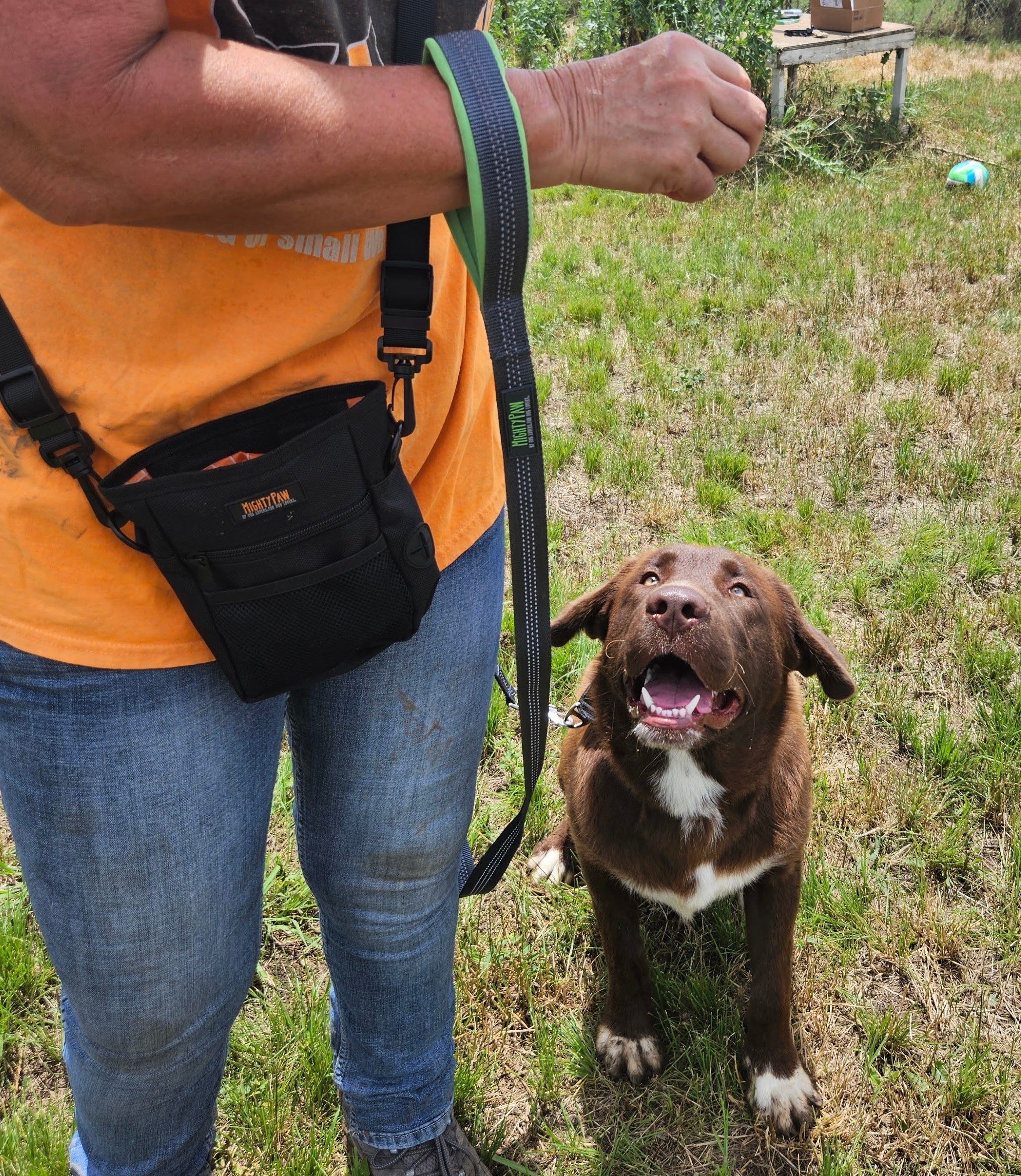 Person holds treat in air while brown dog gazes up at it wearing a Mighty Paw dog leash.