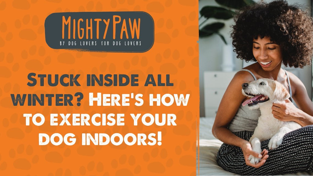 How to Exercise Your Dog Indoors