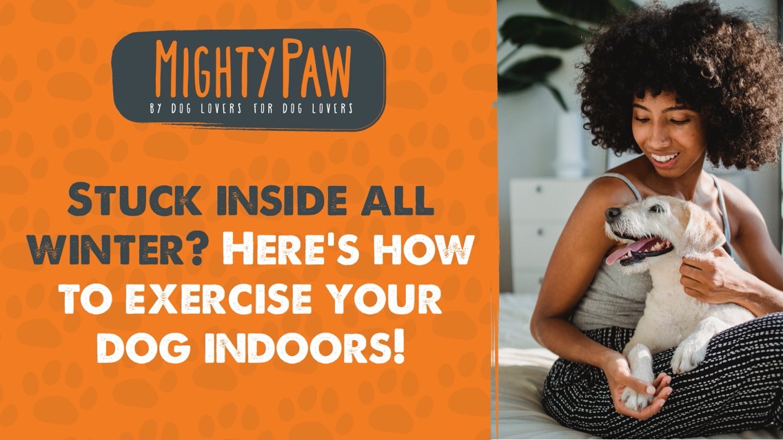 Stuck Inside All Winter? Here's How To Entertain Your Dog Indoors!