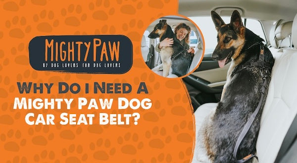 MightyPaw.com | Why Do I Need A Mighty Paw Dog Car Seat Belt?