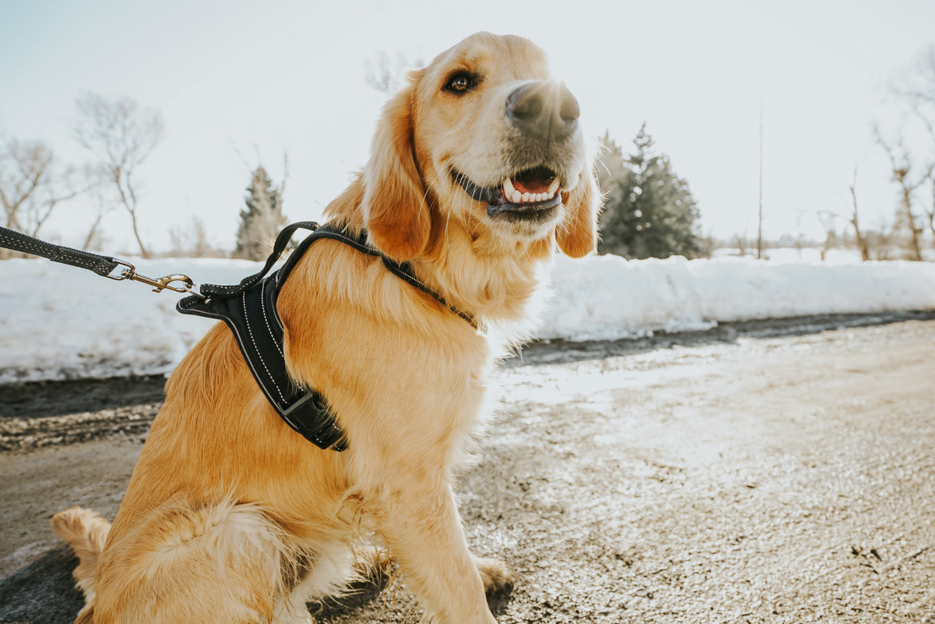 Golden sits on road wearing Mighty Paw Harness with snow on the ground.