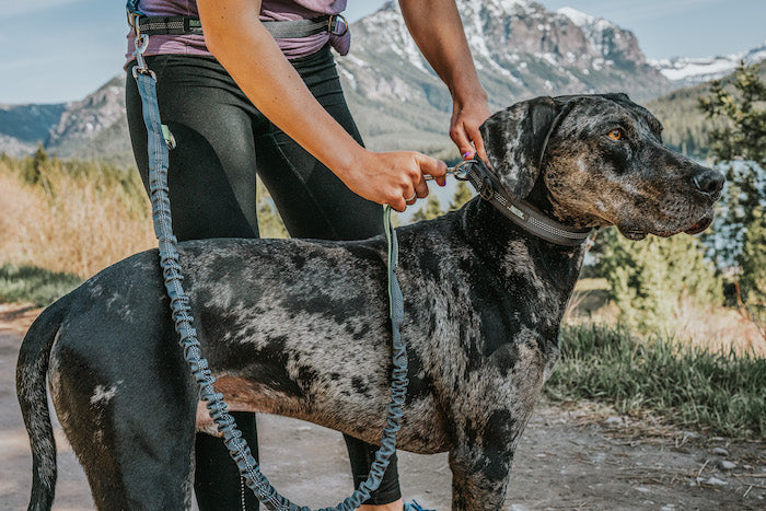 Hands Free Dog Leash Pros & Cons