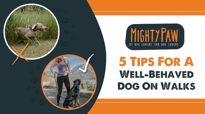 5 Tips For A Well-Behaved Dog On Walks