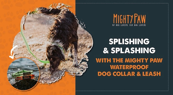 Mighty Paw Blog | Splishing & Splashing with the Mighty Paw Waterproof Dog Collar & Leash