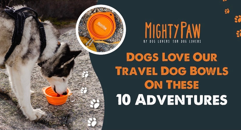 Mighty Paw: Dogs love our Travel Dog Bowls on these 10 adventures
