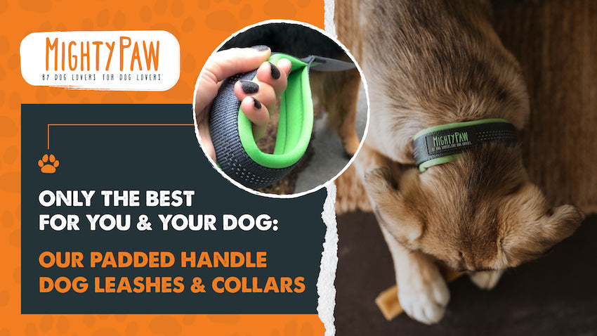 Mighty Paw | Only the best for you and your dog: Our padded handle dog leashes & collars