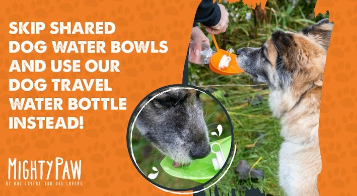 Skip Shared Dog Water Bowls and Use Our Mighty Paw Dog Travel Water Bottle Instead!