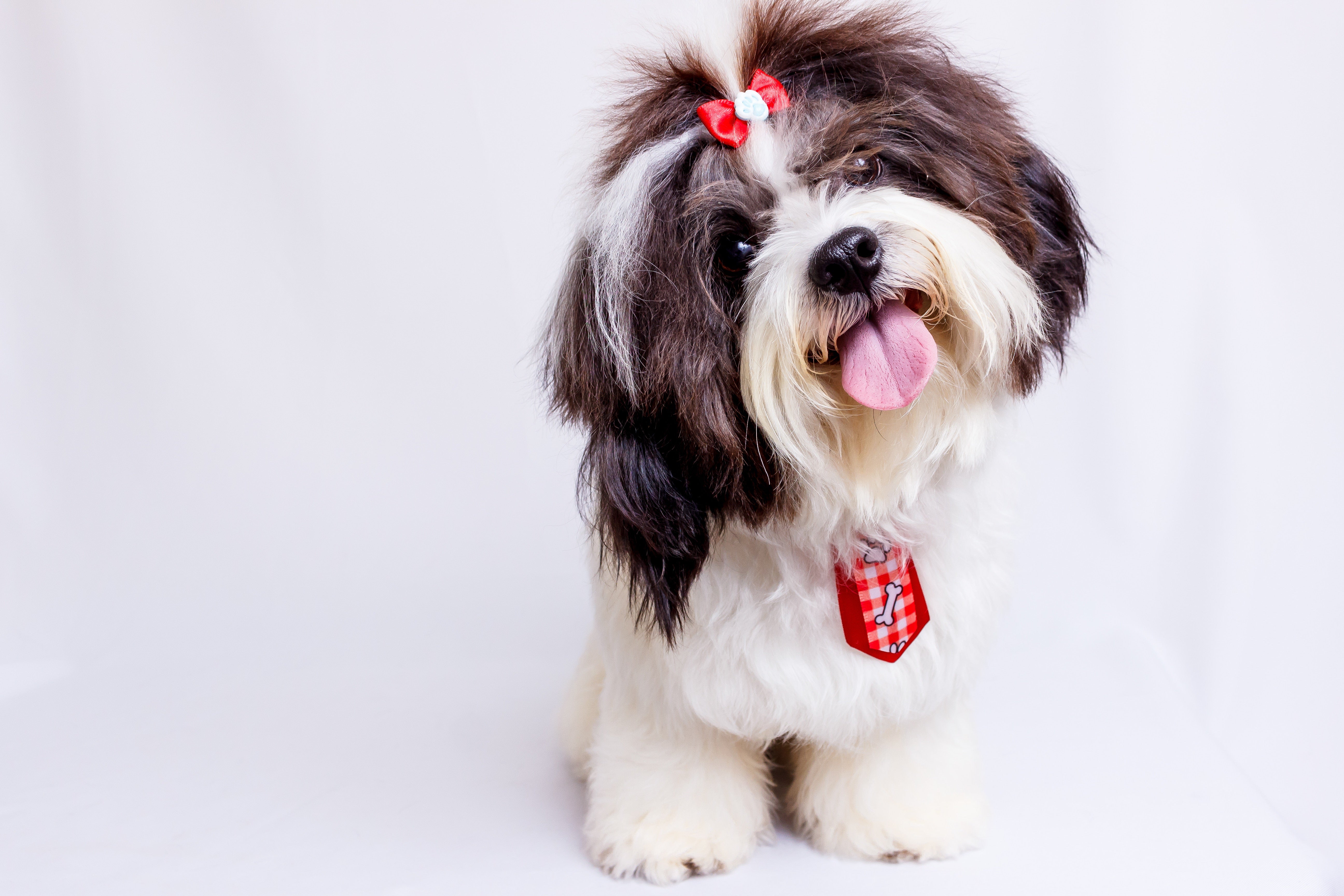 Buying Food for Shih Tzus and Other Toy Breeds