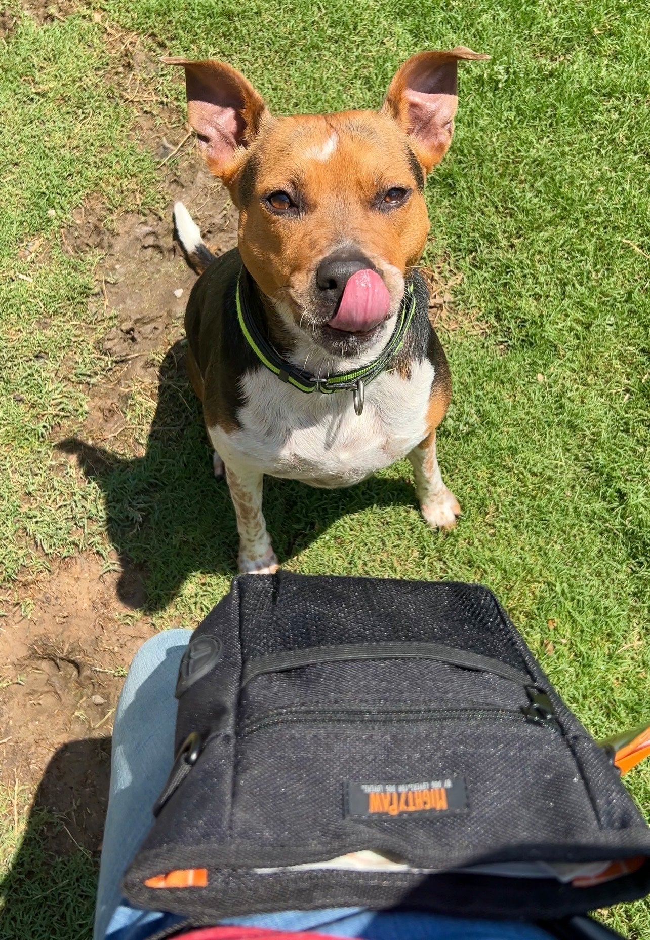 A tan and white dog sits in the grass with his tongue out looking up at Mighty Paw treat pouch.