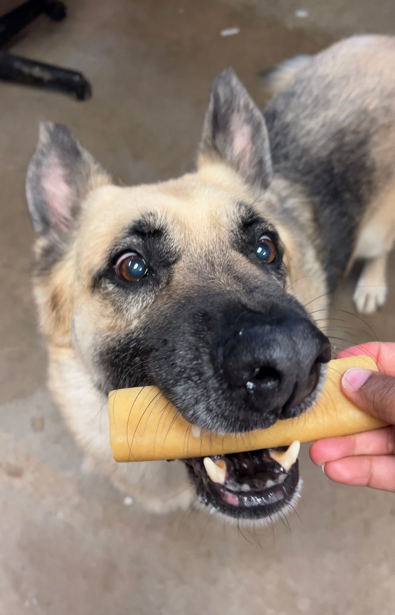 Tan dog with a Mighty Paw Yak Chew in his mouth.