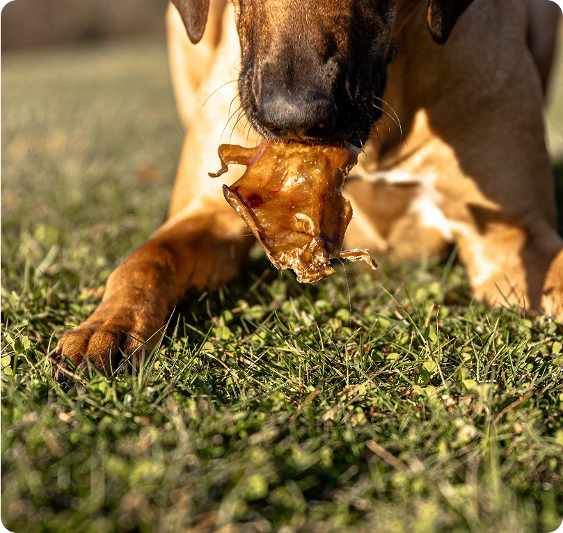 Dog chewing a pig ear