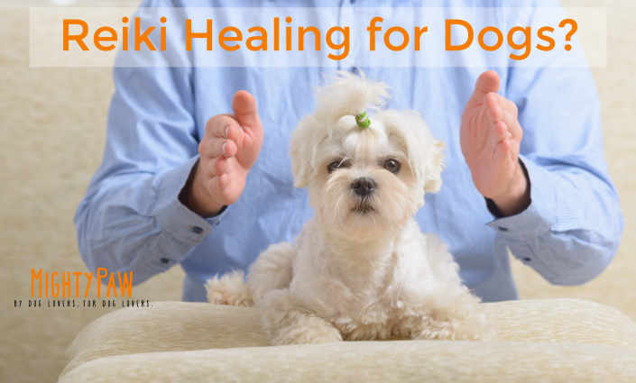Reiki Healing For Dogs?