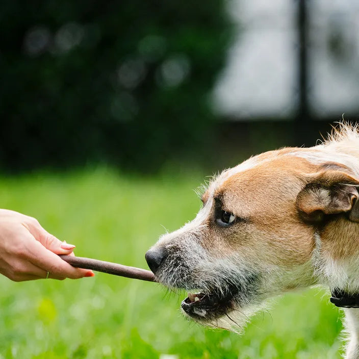 christmas dog treats