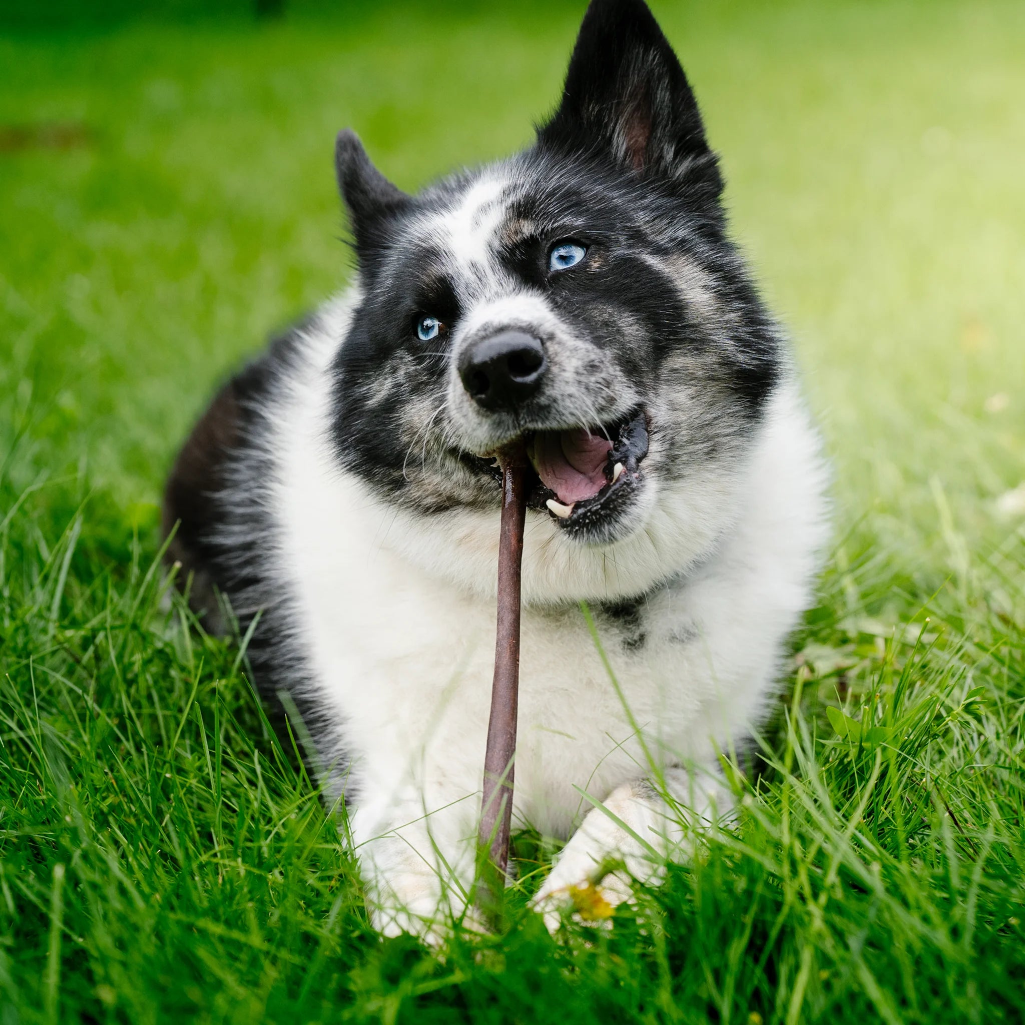 Bulk Bucket Collagen Sticks