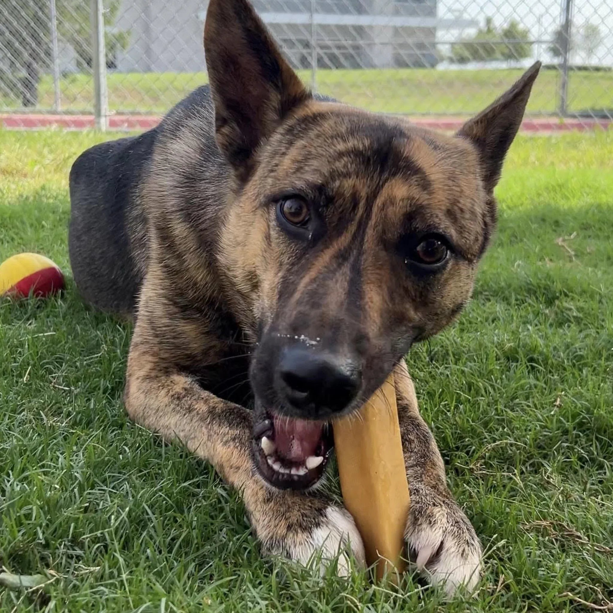 Bulk Bucket Large Yak Cheese Dog Chews