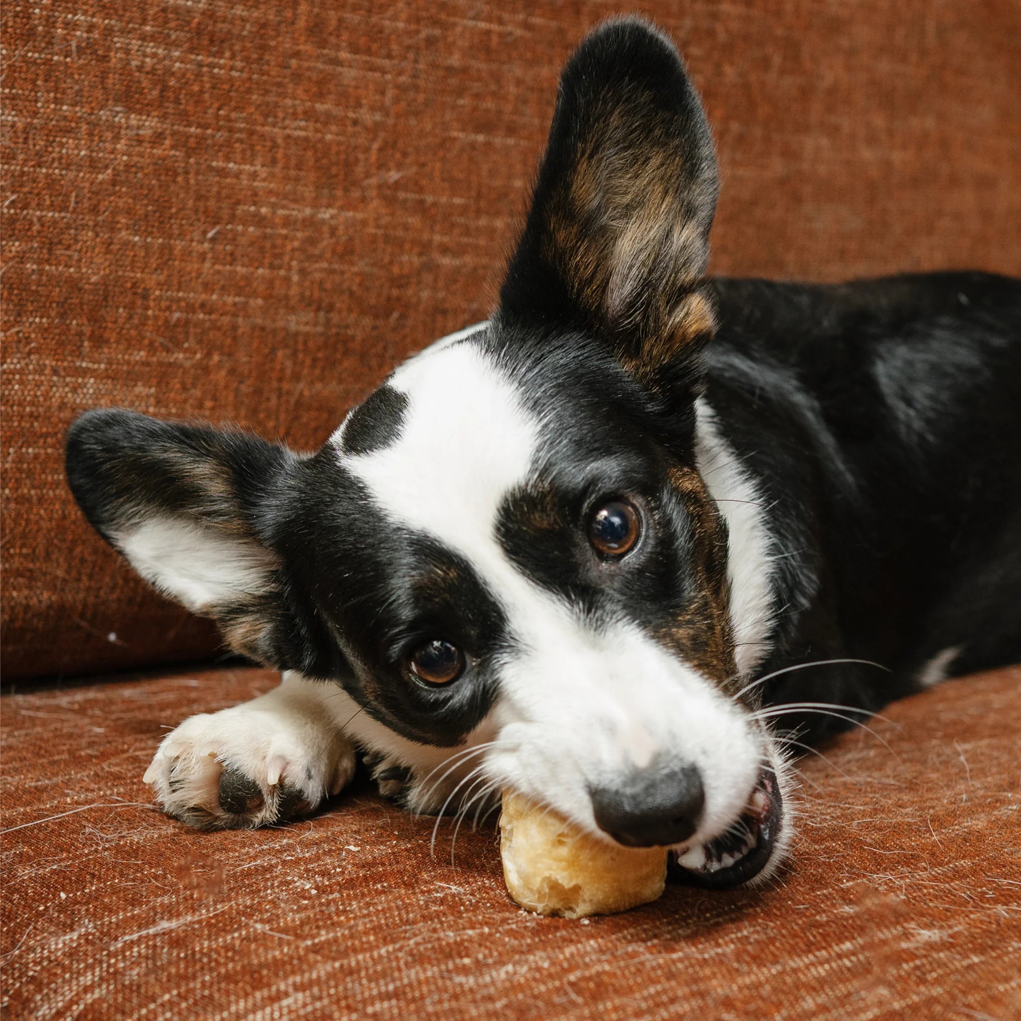 Bulk Bucket Yak Cheese Puffs