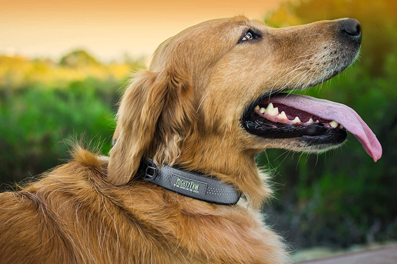 Padded Dog Collar