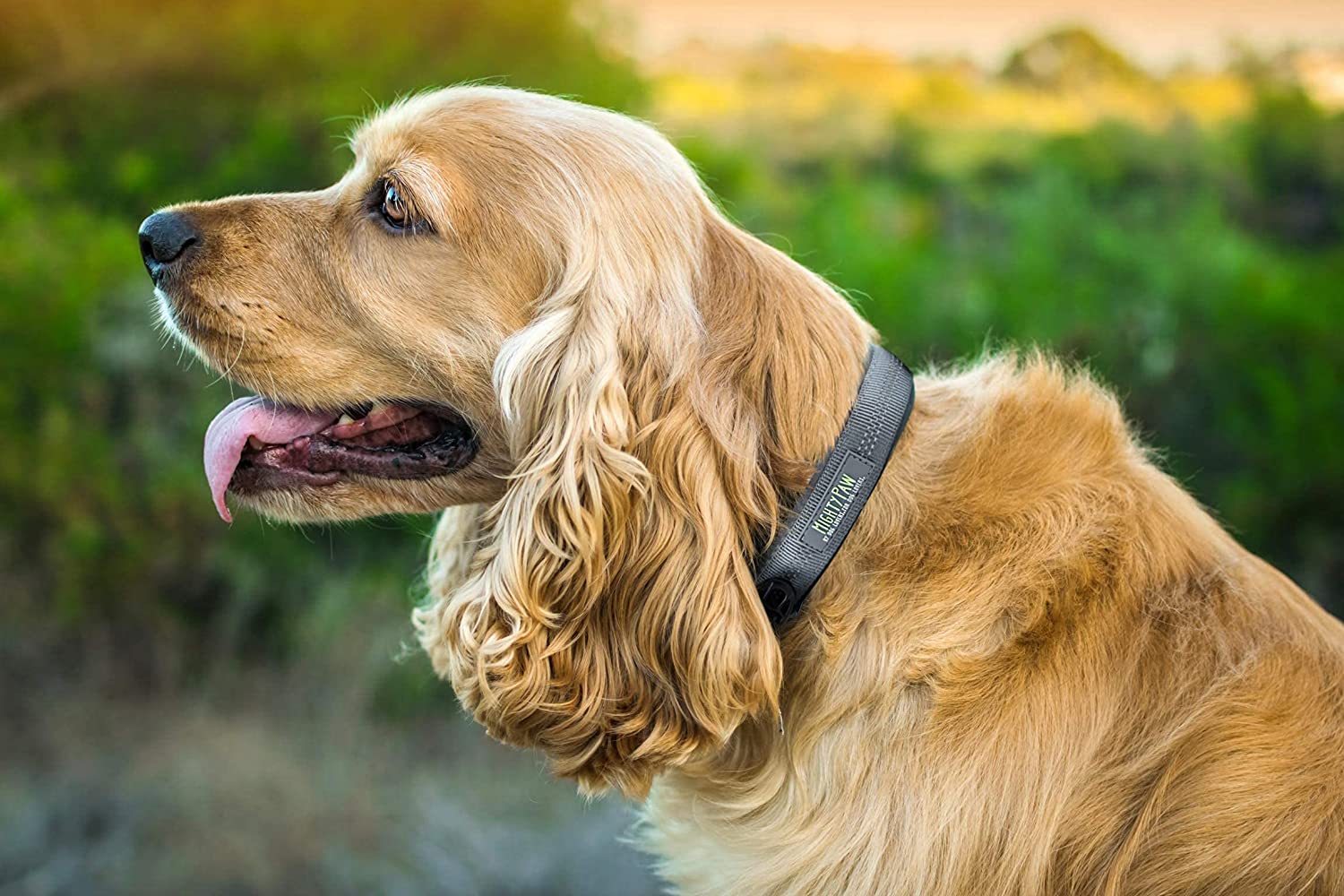 Padded Dog Collar