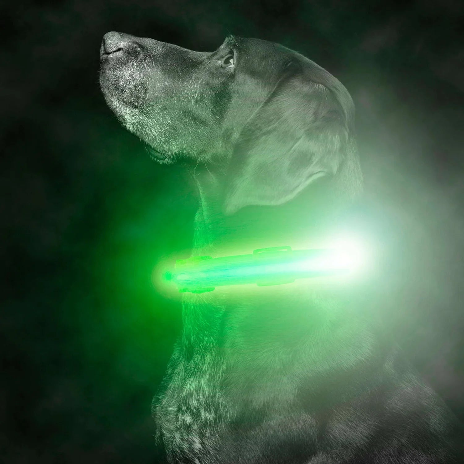 Weather-Resistant LED Collar