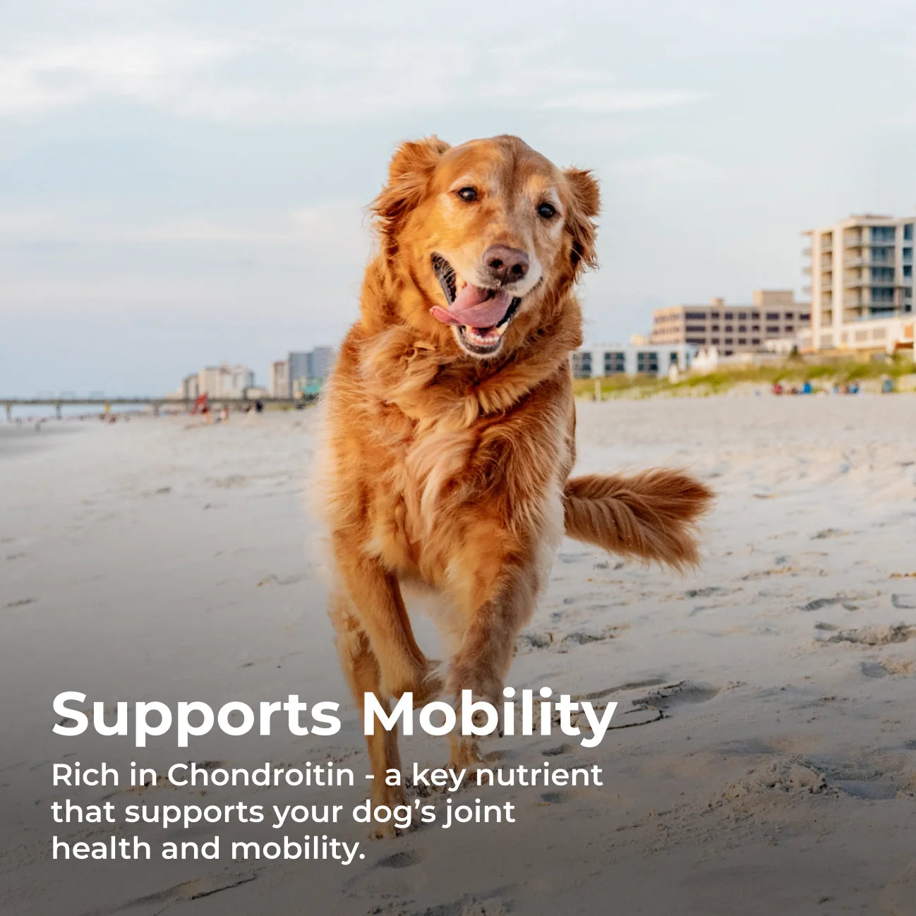 Bulk Bucket Cow Knee Caps