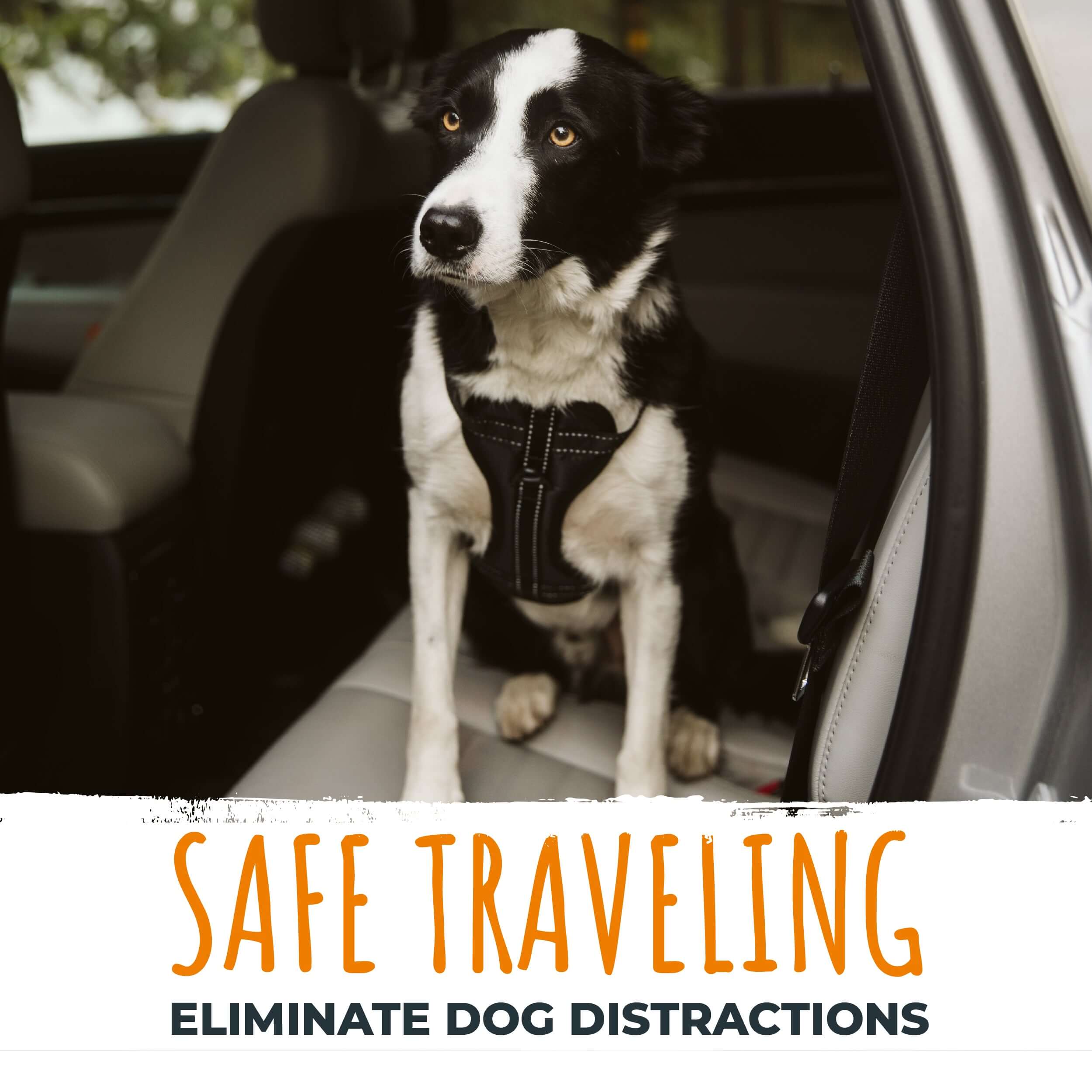 Dog Seat Belt for Buckle
