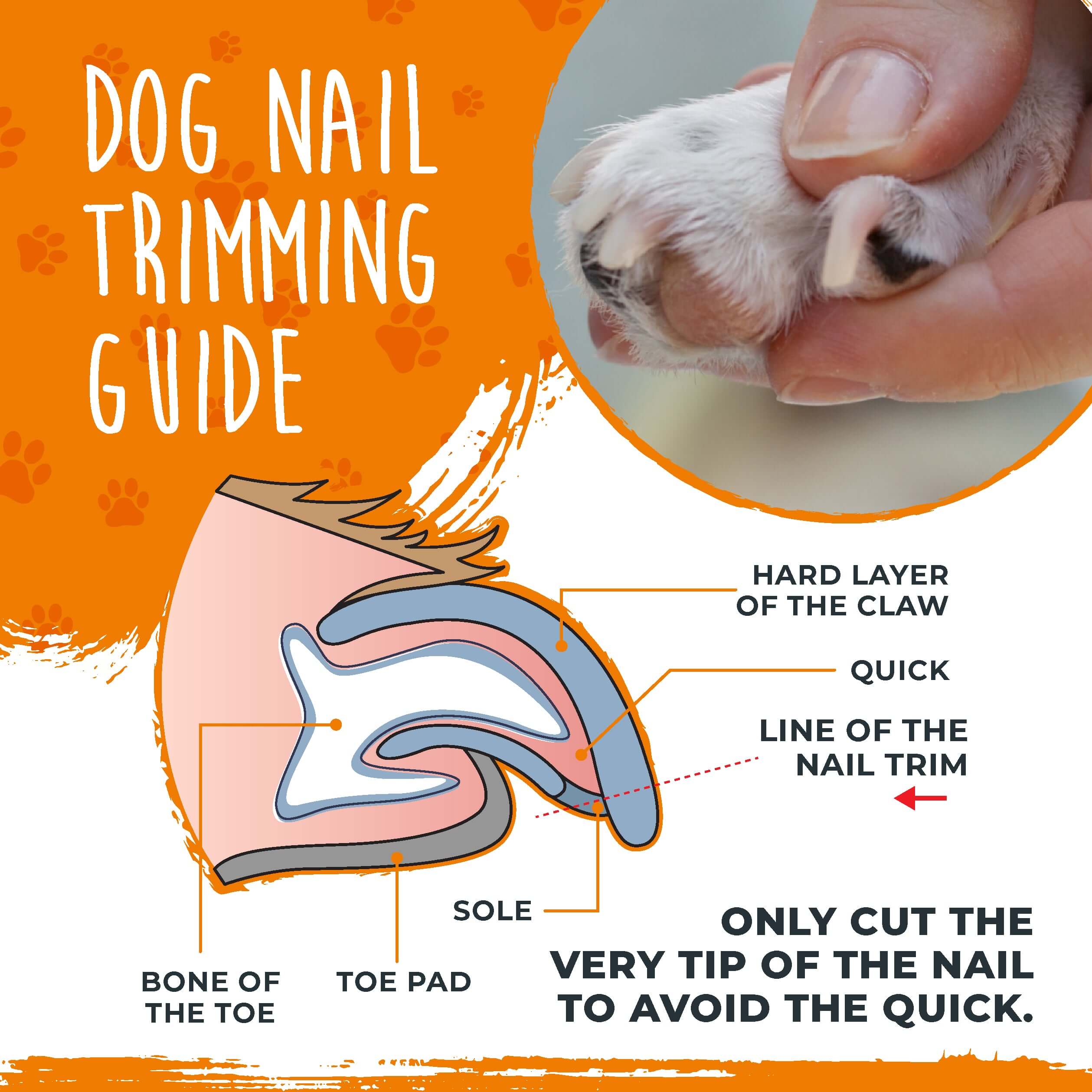 Dog Nail Care: How to Properly Cut Your Dog's Nails + My Favorite Nail Care  Products - The Online Dog Trainer