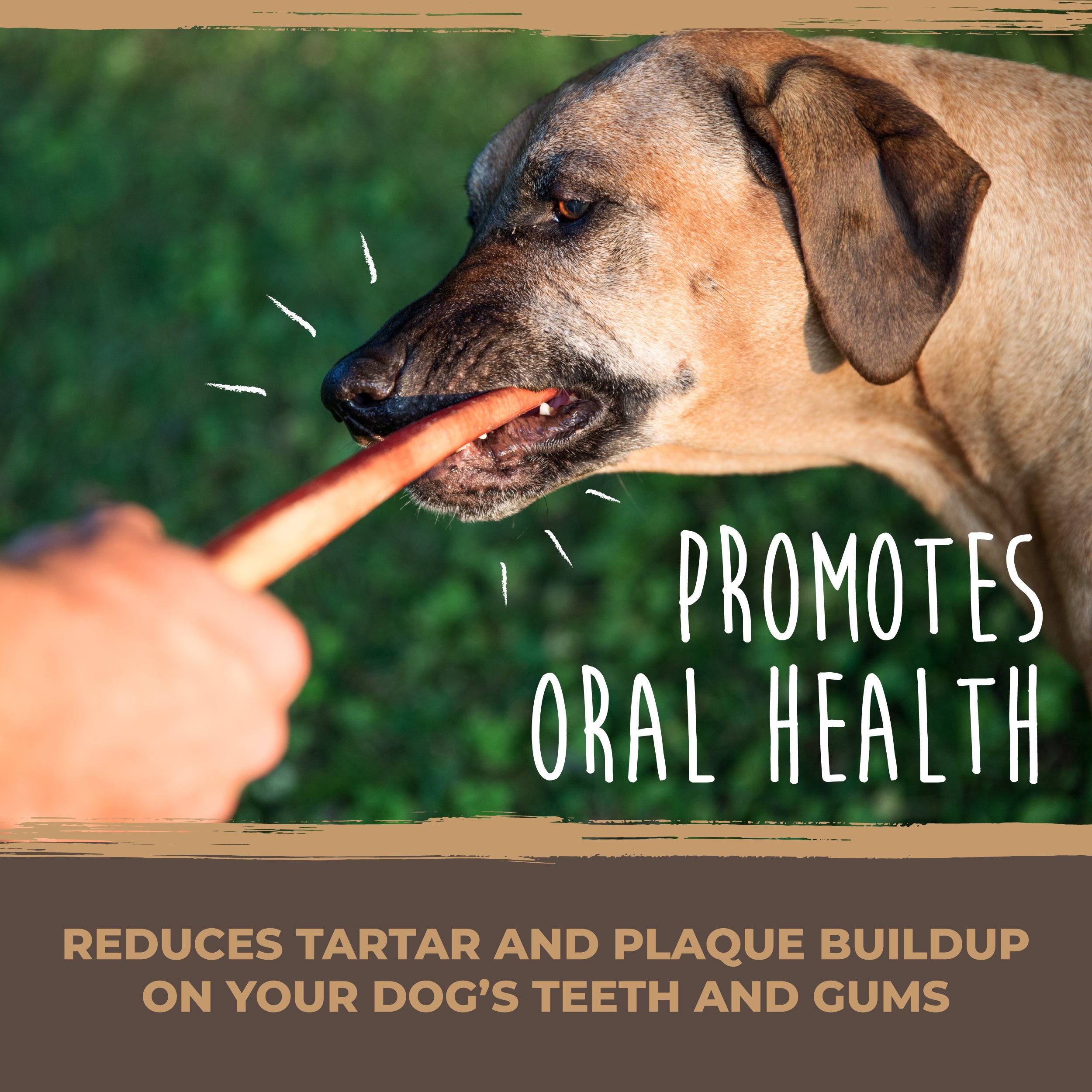 Natural Grass-Fed Bulk Bully Sticks for Dogs' Oral Health