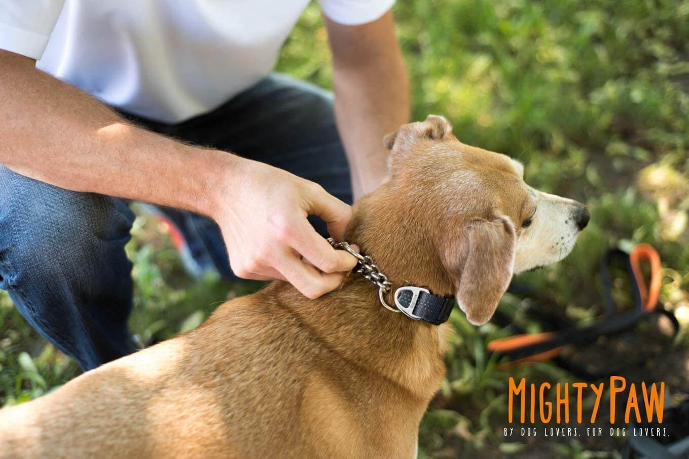 Martingale Cinch Collar