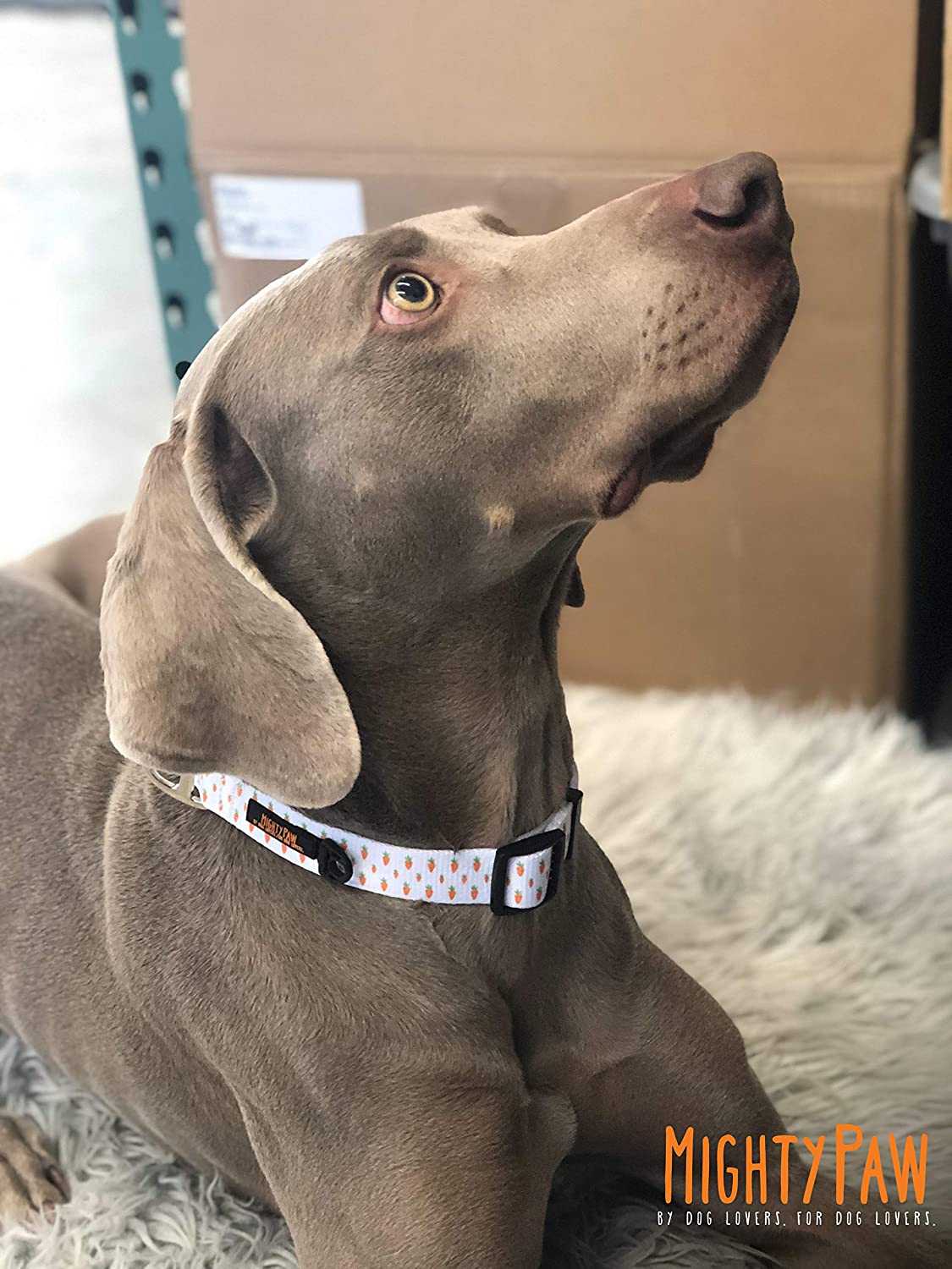 Easter dog hot sale collars