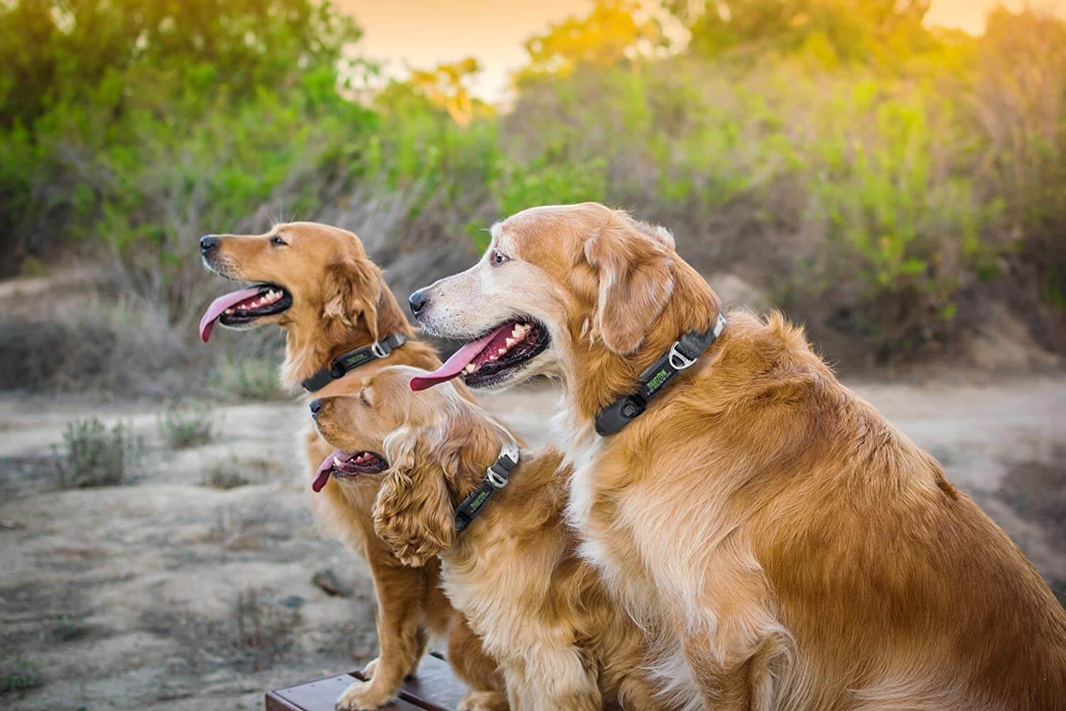 All-Metal Hardware Dog Collar