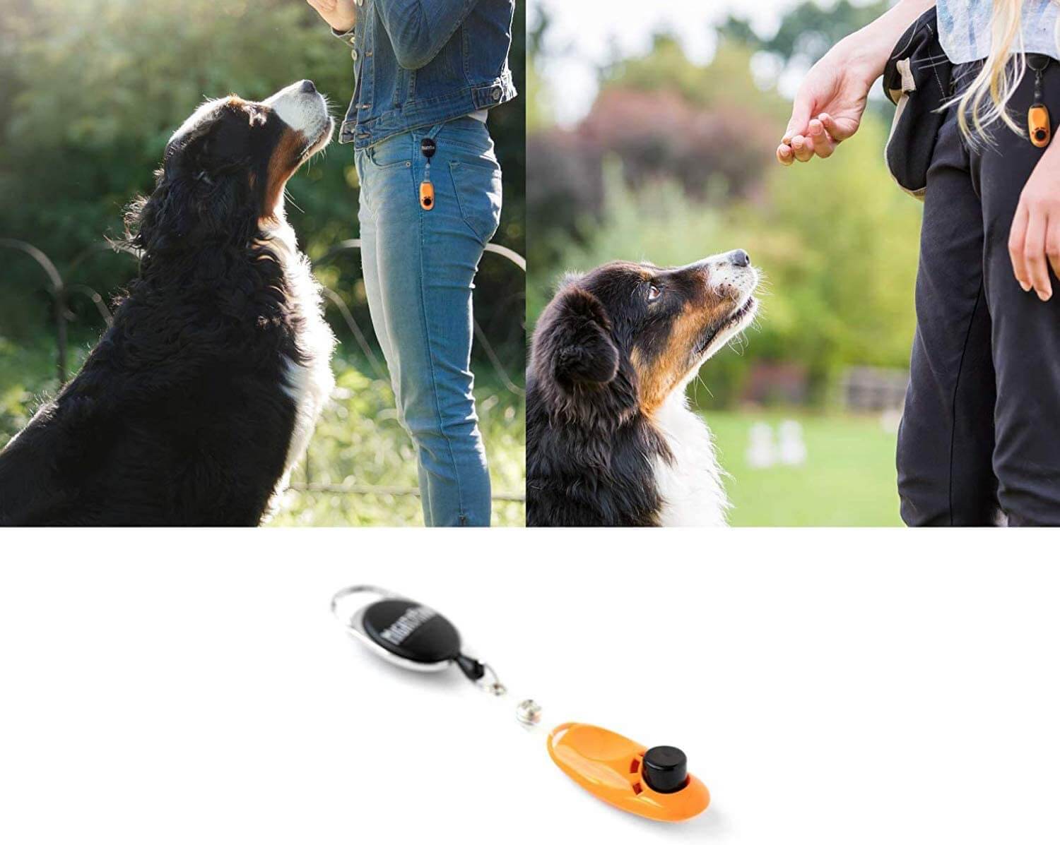 Clicker training for Pets - FOUR PAWS International - Animal