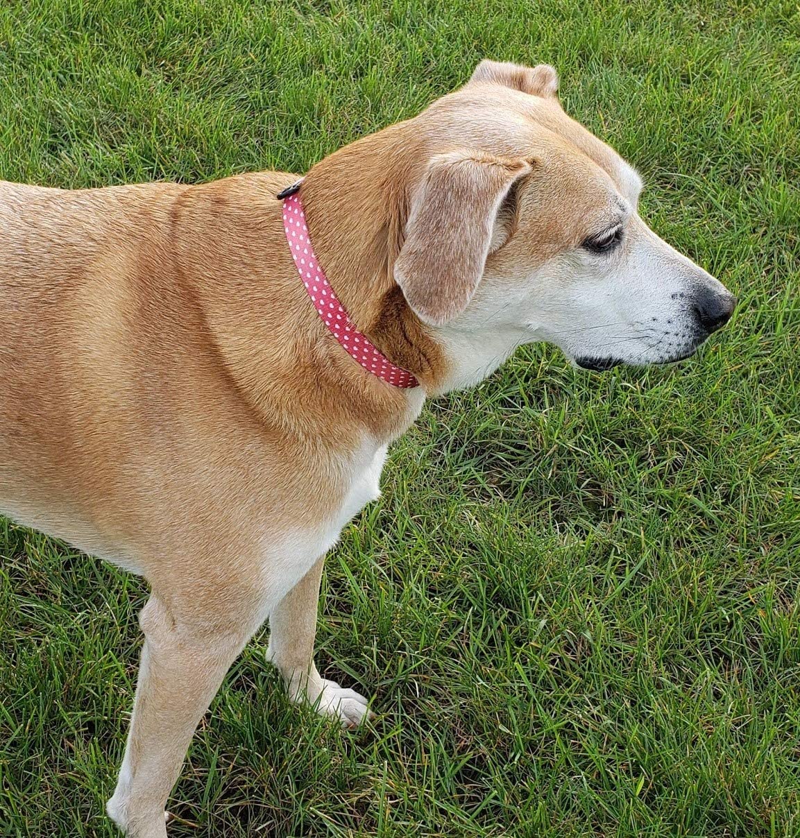 Valentine's Dog Collar