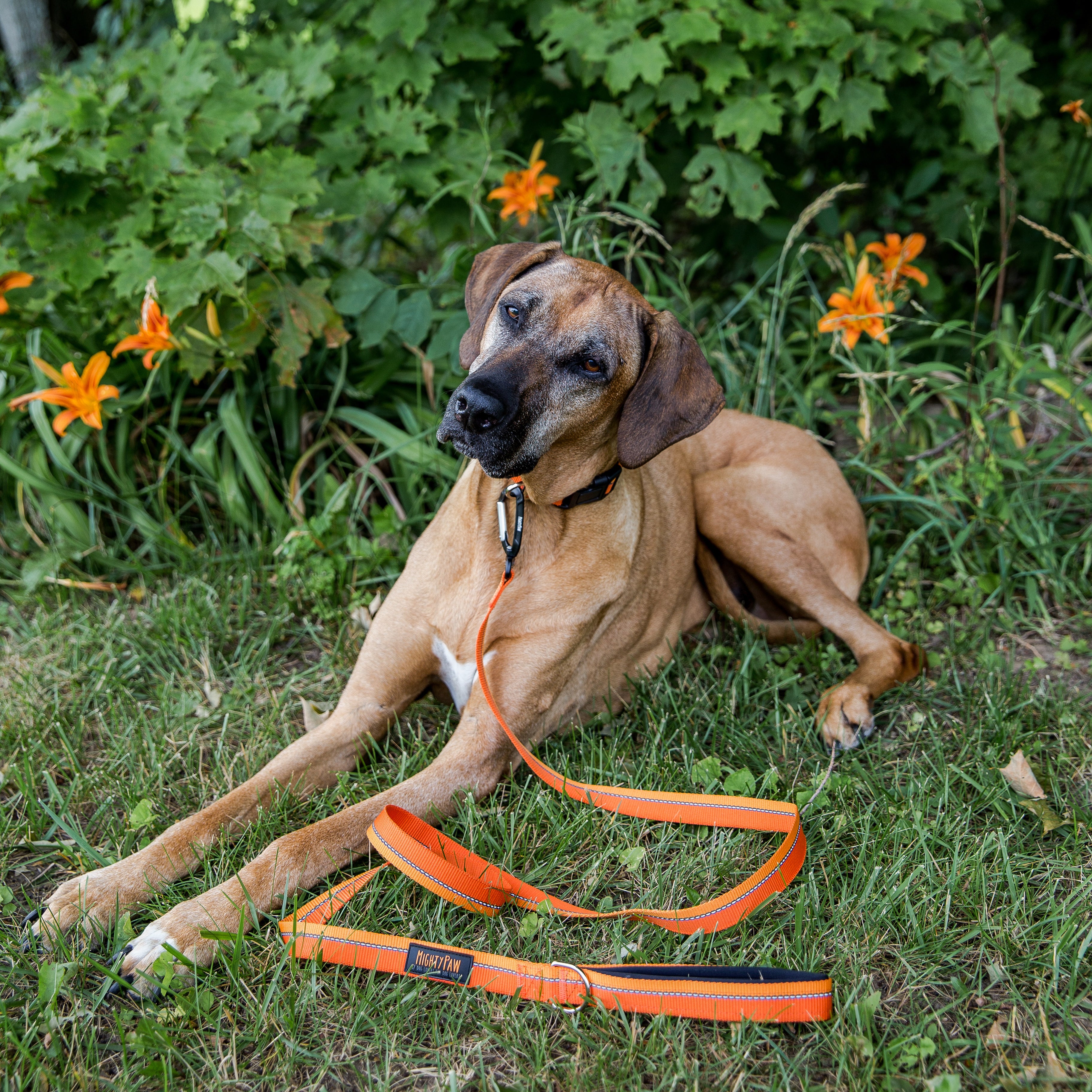 Reflective Standard Dog Leash