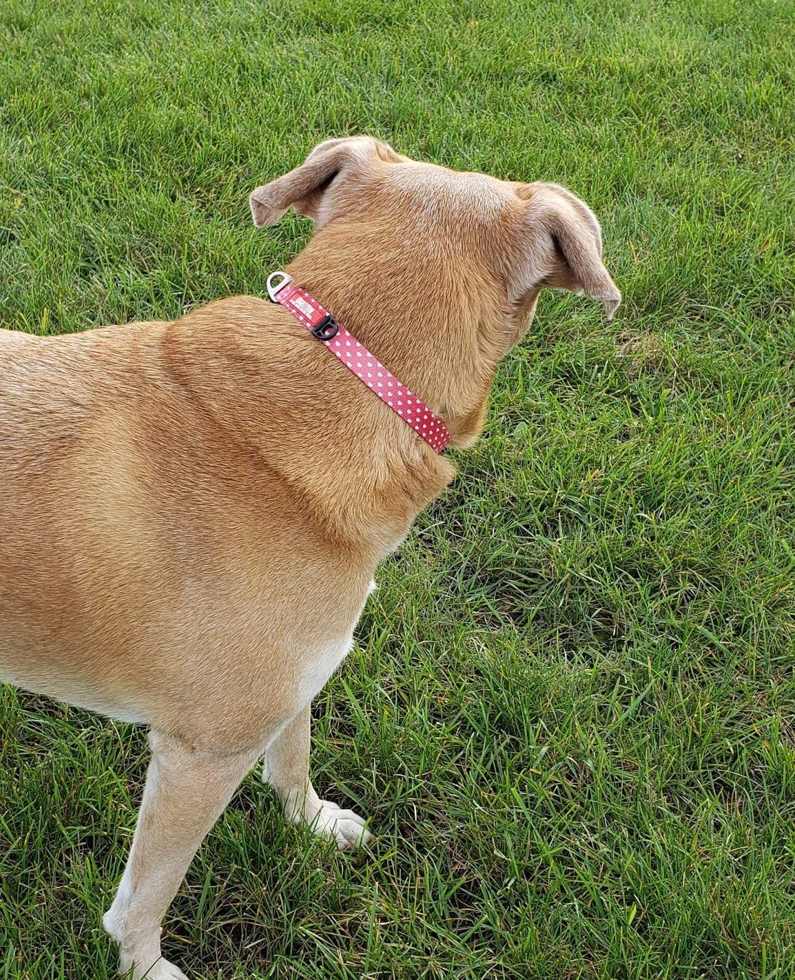 Valentine's Dog Collar