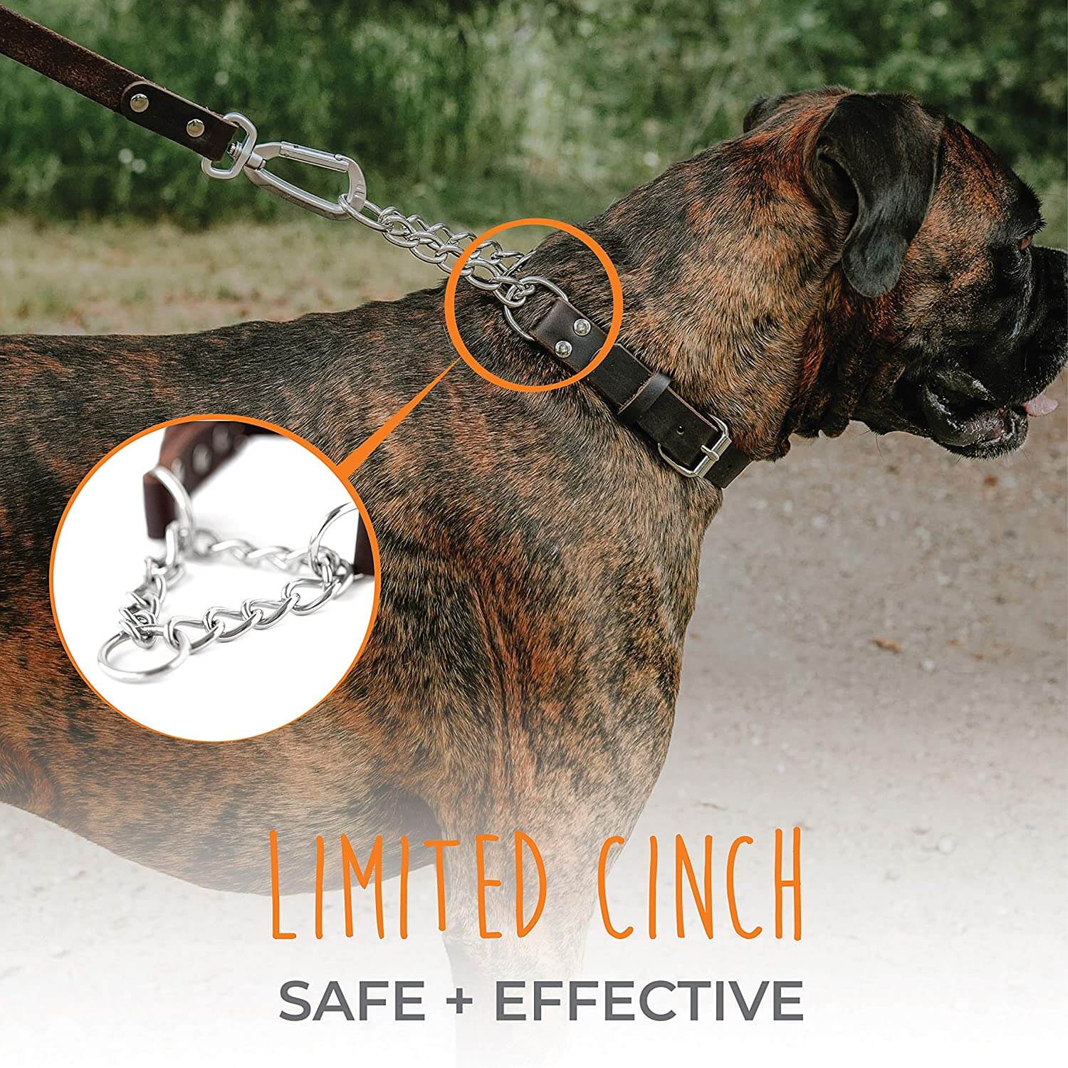 Dog leash hot sale training collar