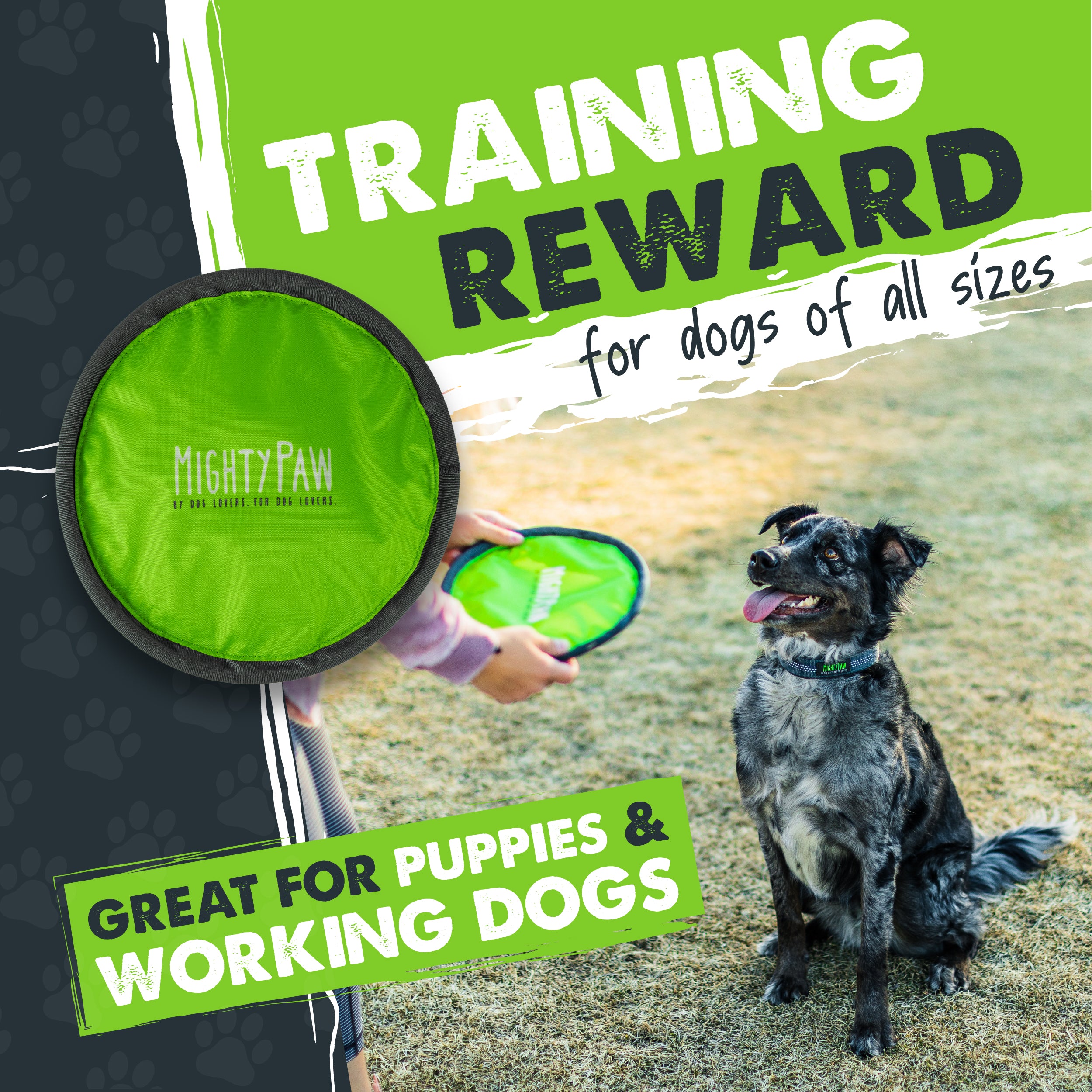 Best soft frisbee for dogs best sale