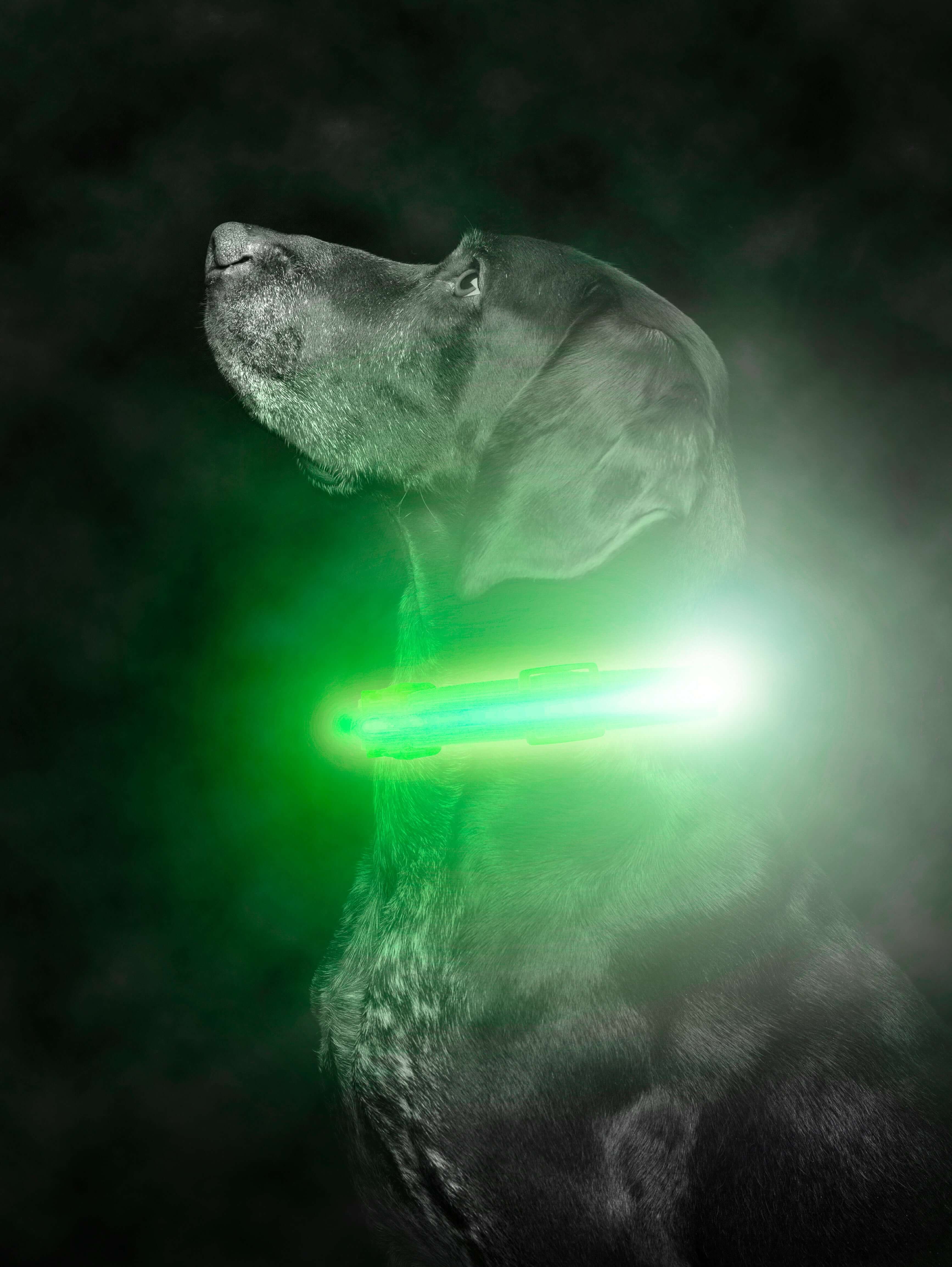 LED Dog Collar