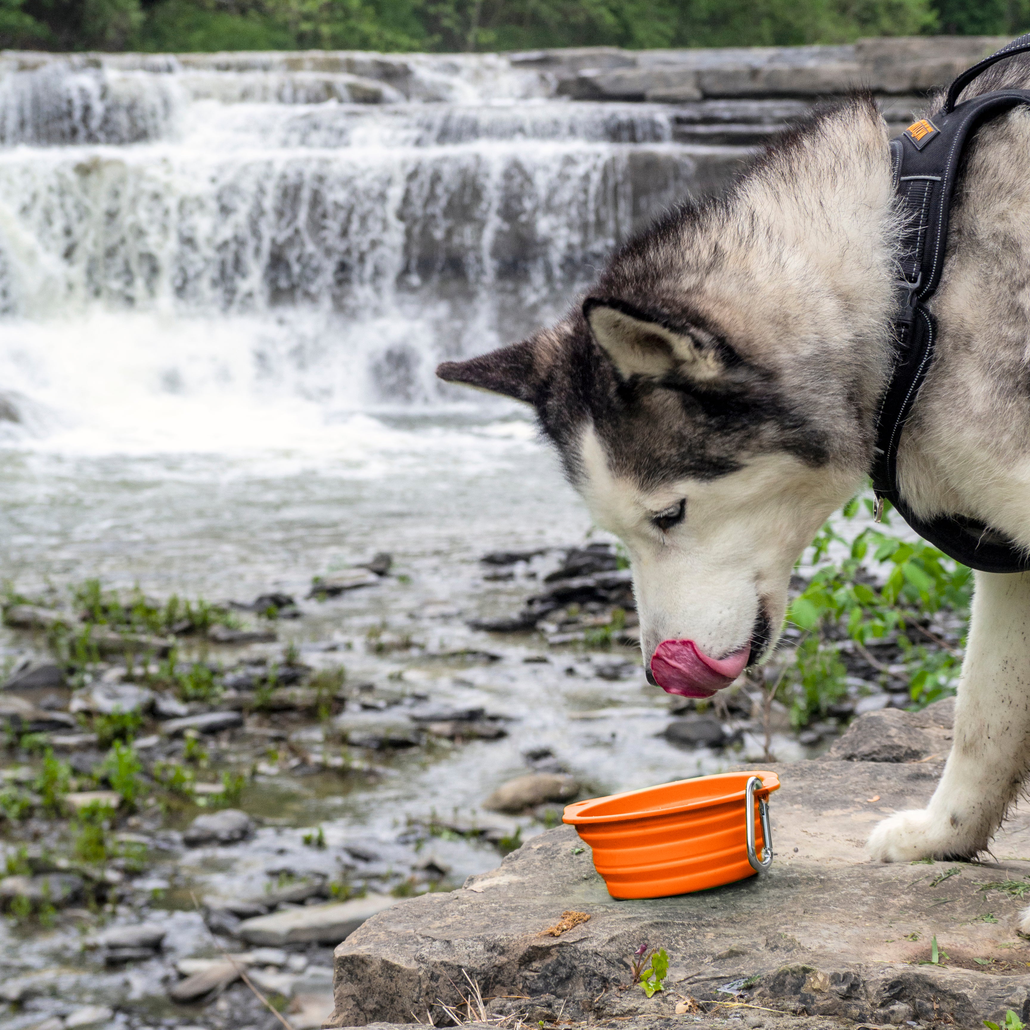 Husky hotsell water bowl