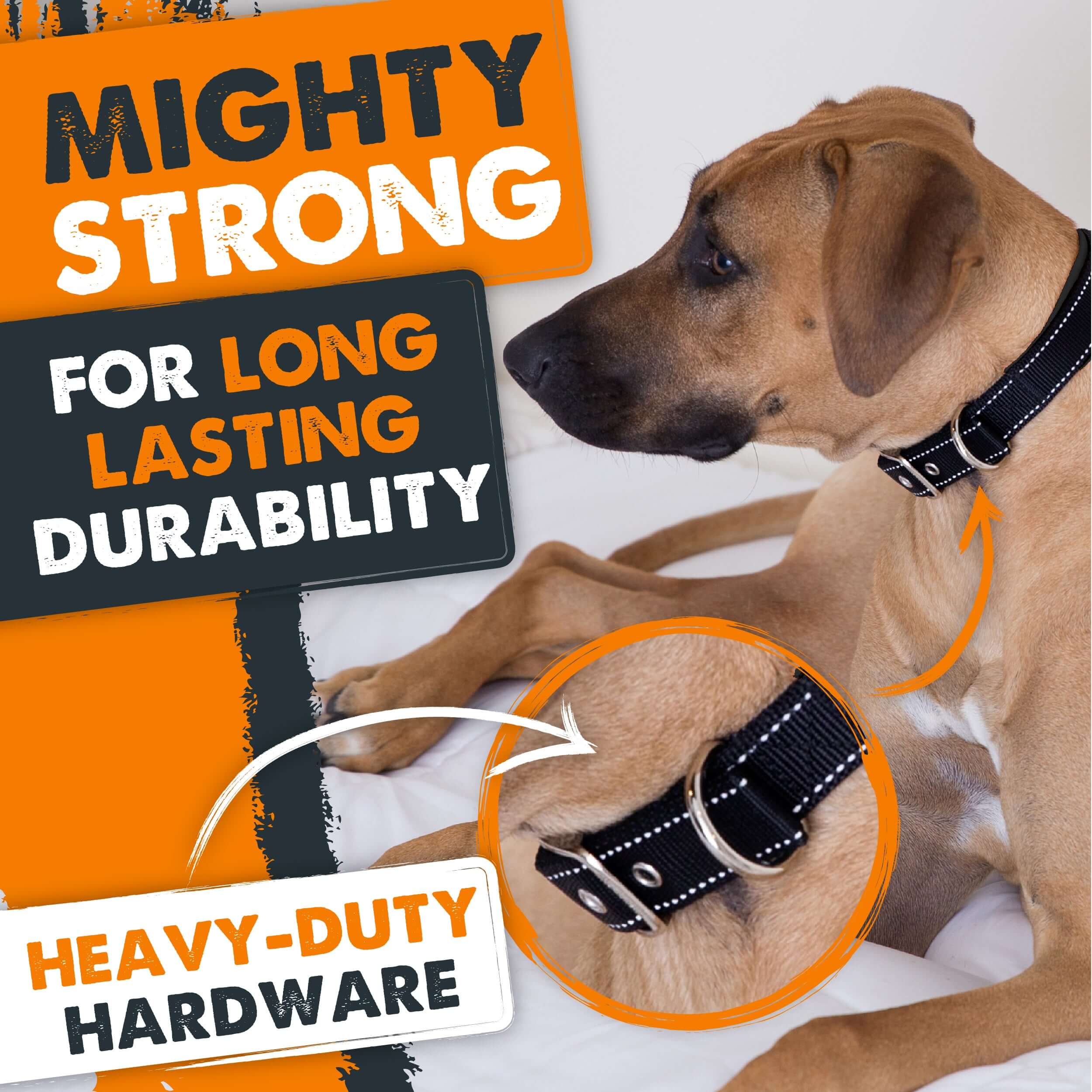 Active dog fashion collar